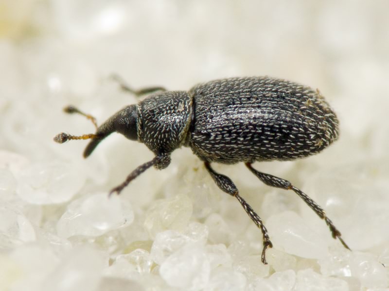 Gymnetron melanarium Germar, 1821